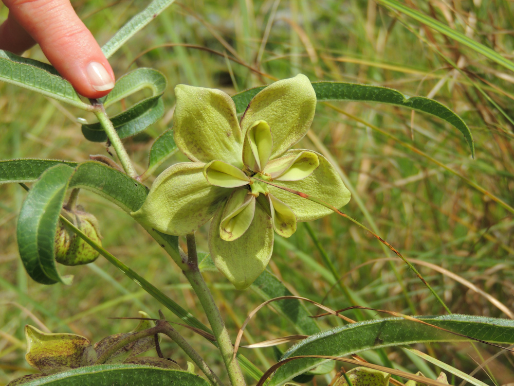 Pachycarpus coronarius