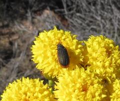 Melyris rufomarginata