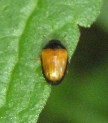 Tritoma mimetica