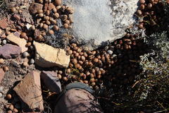 Pronolagus saundersiae