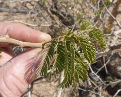 Senegalia erubescens
