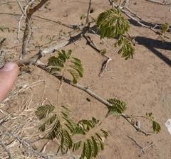 Senegalia erubescens