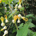 Riocreuxia torulosa - Photo (c) graham_g, alguns direitos reservados (CC BY-NC)