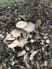 Agrocybe rivulosa