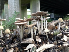 Agrocybe rivulosa