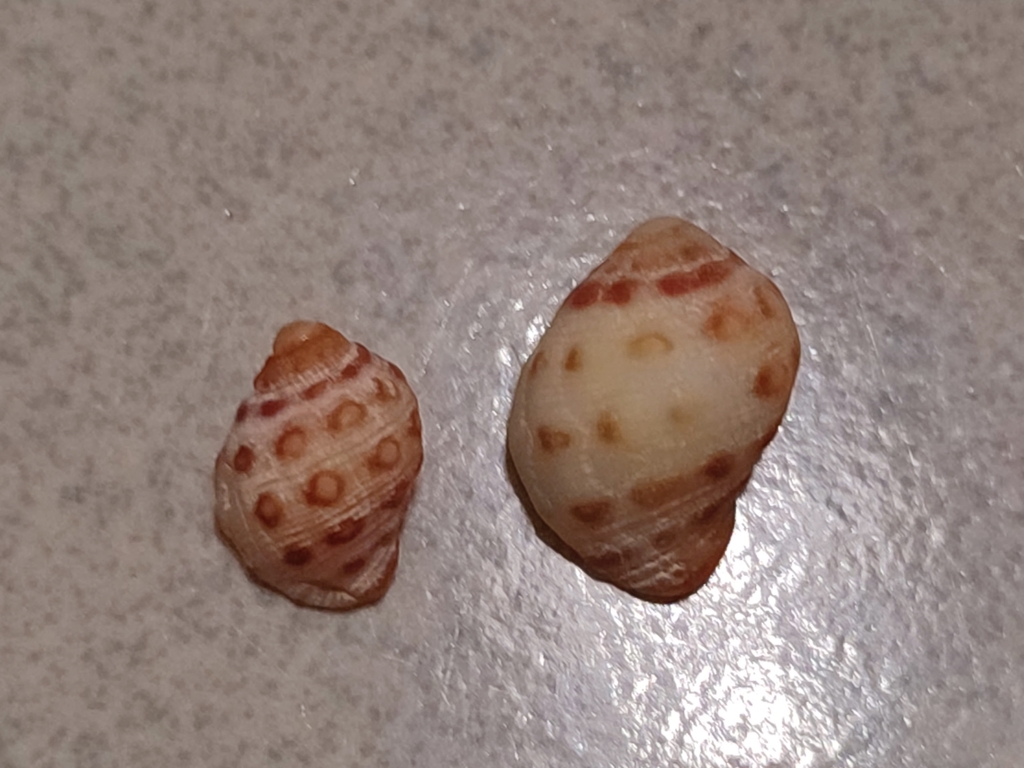 Alou rock shell