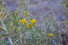 Hertia pallens