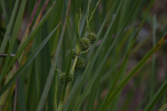 Sparganium erectum erectum