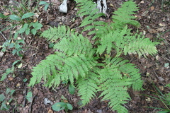Athyrium filix-femina