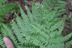 Athyrium filix-femina