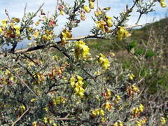 Wiborgia
