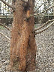 Metasequoia glyptostroboides