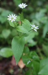 Stellaria aquatica