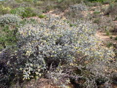 Wiborgia