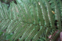 Dryopteris filix-mas