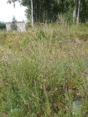 Artemisia mongolica