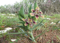 Ferraria densepunctulata