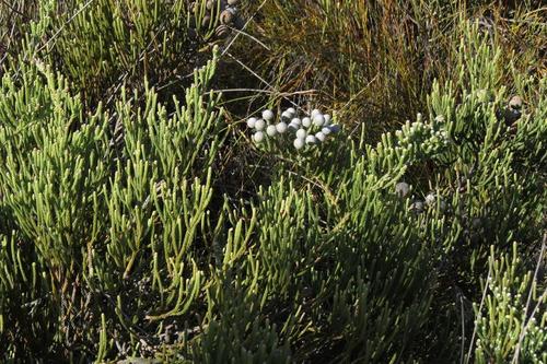 Brunia neglecta (Brunia neglecta)