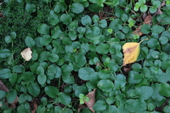 Lysimachia nummularia