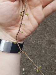 Metasequoia glyptostroboides