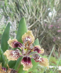 Ferraria densepunctulata