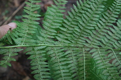 Athyrium filix-femina