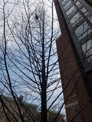 Metasequoia glyptostroboides