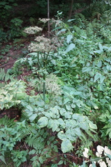 Aegopodium podagraria