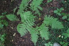 Athyrium filix-femina