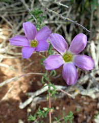 Oxalis subsessilis