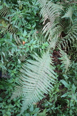 Dryopteris filix-mas
