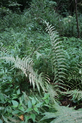 Dryopteris filix-mas