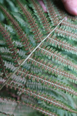 Dryopteris filix-mas