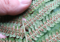 Dryopteris filix-mas