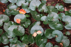 Asarum europaeum