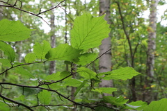 Corylus avellana
