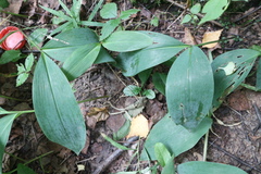 Convallaria majalis