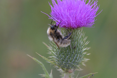 Bombus armeniacus