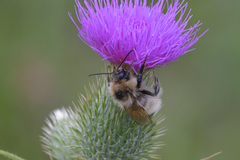Bombus armeniacus