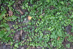 Lysimachia nummularia