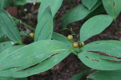 Convallaria majalis