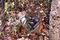 Panthera tigris tigris