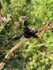 Xylocopa valga