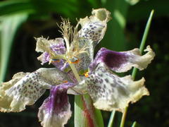 Ferraria densepunctulata