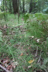 Equisetum pratense image