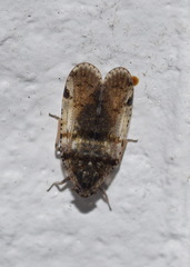Cixius nervosus