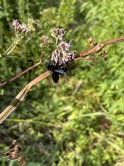 Xylocopa valga