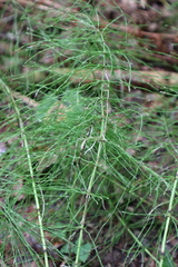 Equisetum pratense image