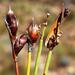 Cannomois parviflora - Photo (c) Tony Rebelo, algunos derechos reservados (CC BY-SA), subido por Tony Rebelo