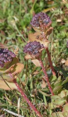 Hylotelephium anacampseros